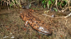 Amphibians of Japan